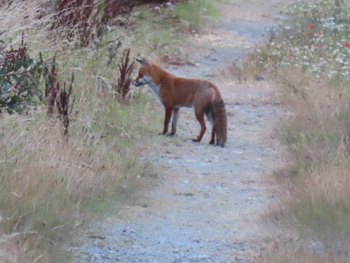 Red Fox - ML641985559