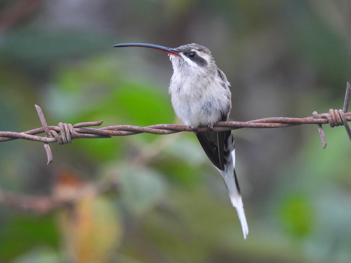 Sooty-capped Hermit - ML641985583