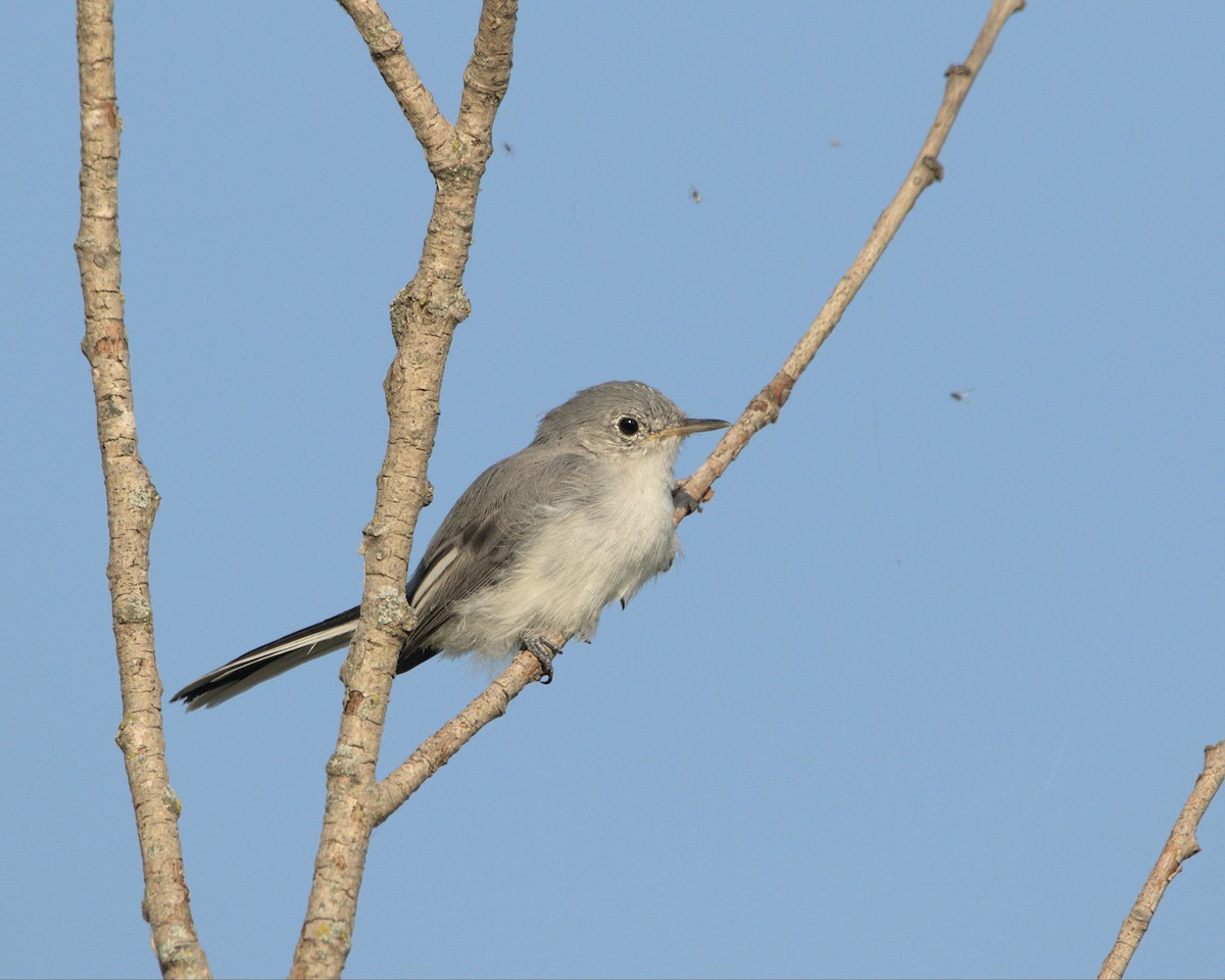 Blue-gray Gnatcatcher - ML641985597