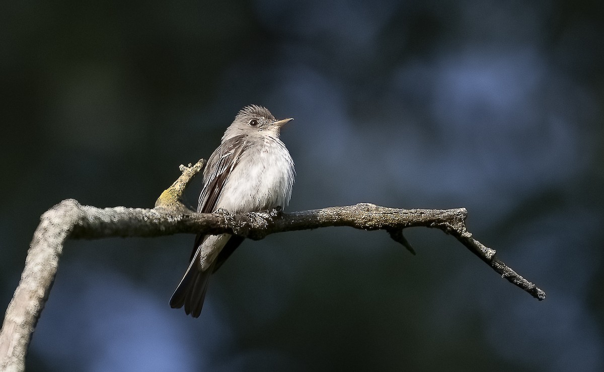 Acadian Flycatcher - ML641985605