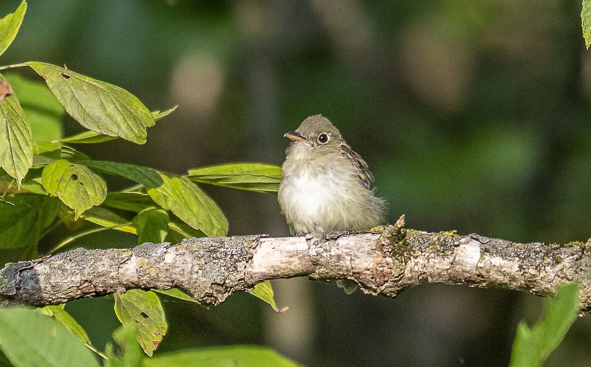Acadian Flycatcher - ML641985608