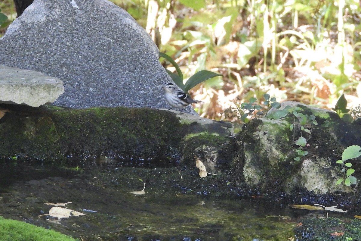 Black-and-white Warbler - ML641985609