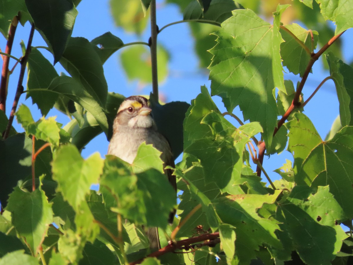 White-throated Sparrow - ML641985618