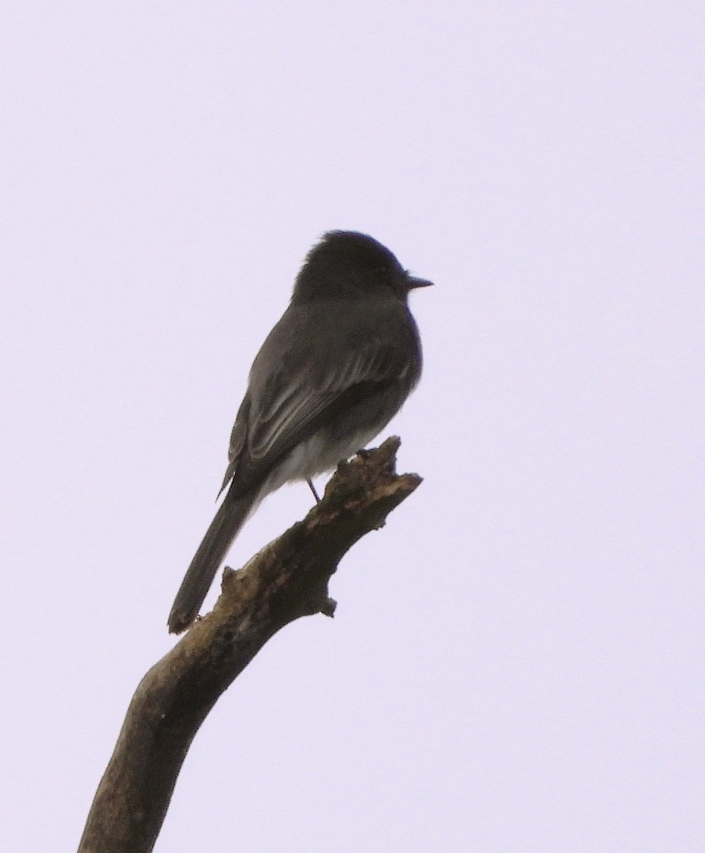 Black Phoebe - ML641985622