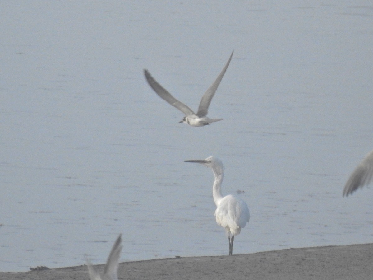 Little Egret - ML641985626
