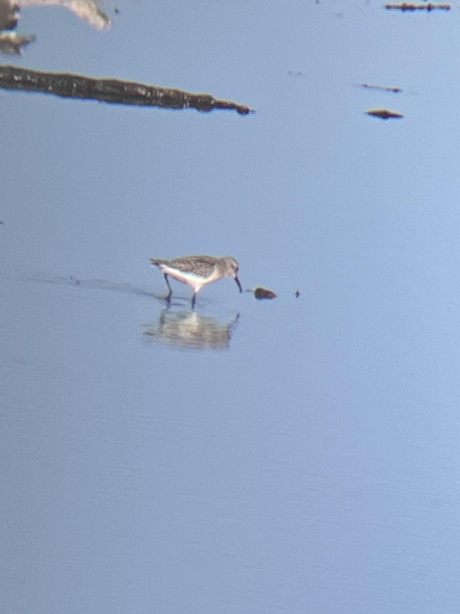 Short-billed Dowitcher - ML641985673