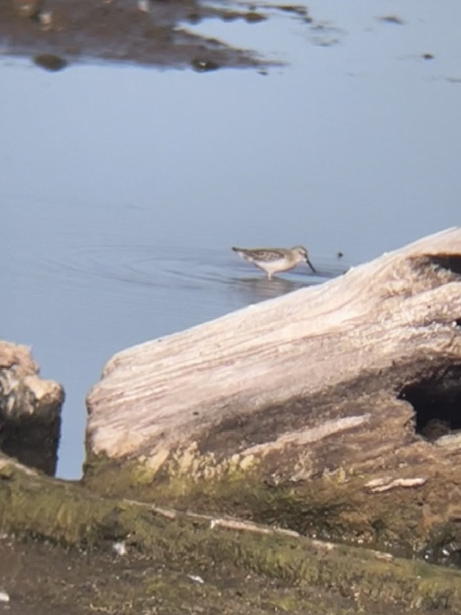 Short-billed Dowitcher - ML641985674