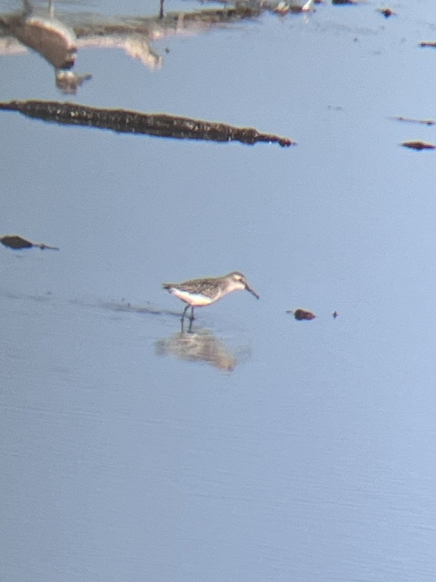 Short-billed Dowitcher - ML641985675