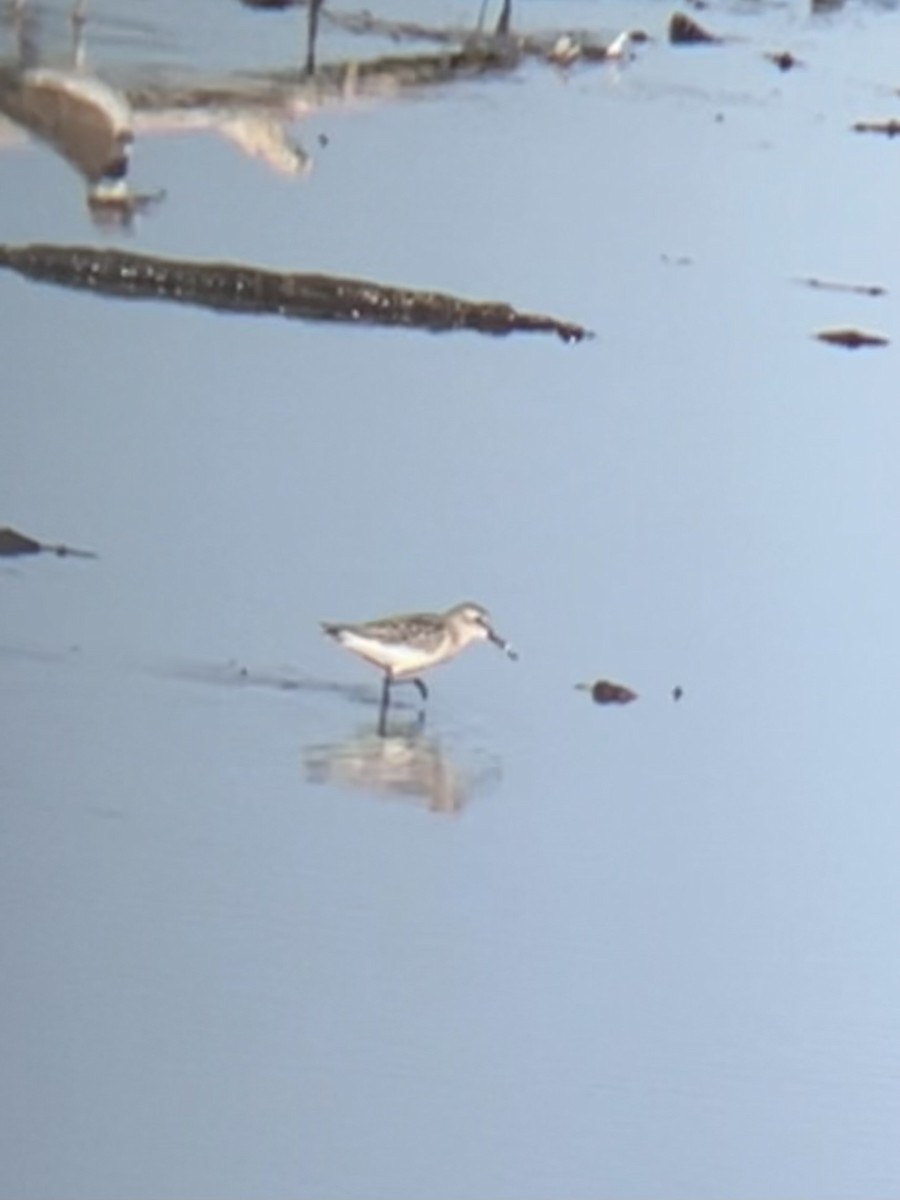 Short-billed Dowitcher - ML641985676