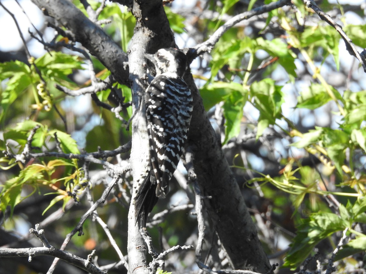 Ladder-backed Woodpecker - ML641985712