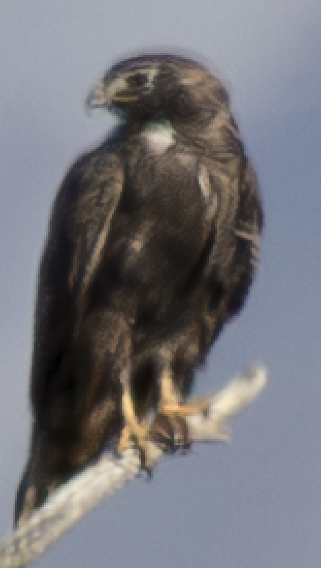 Red-tailed Hawk - ML641985732