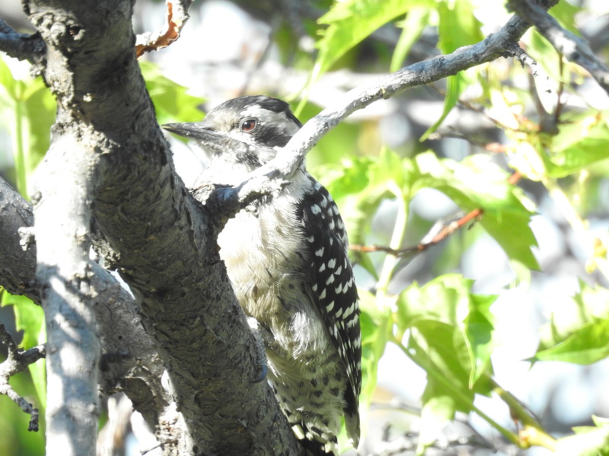 Ladder-backed Woodpecker - ML641985733
