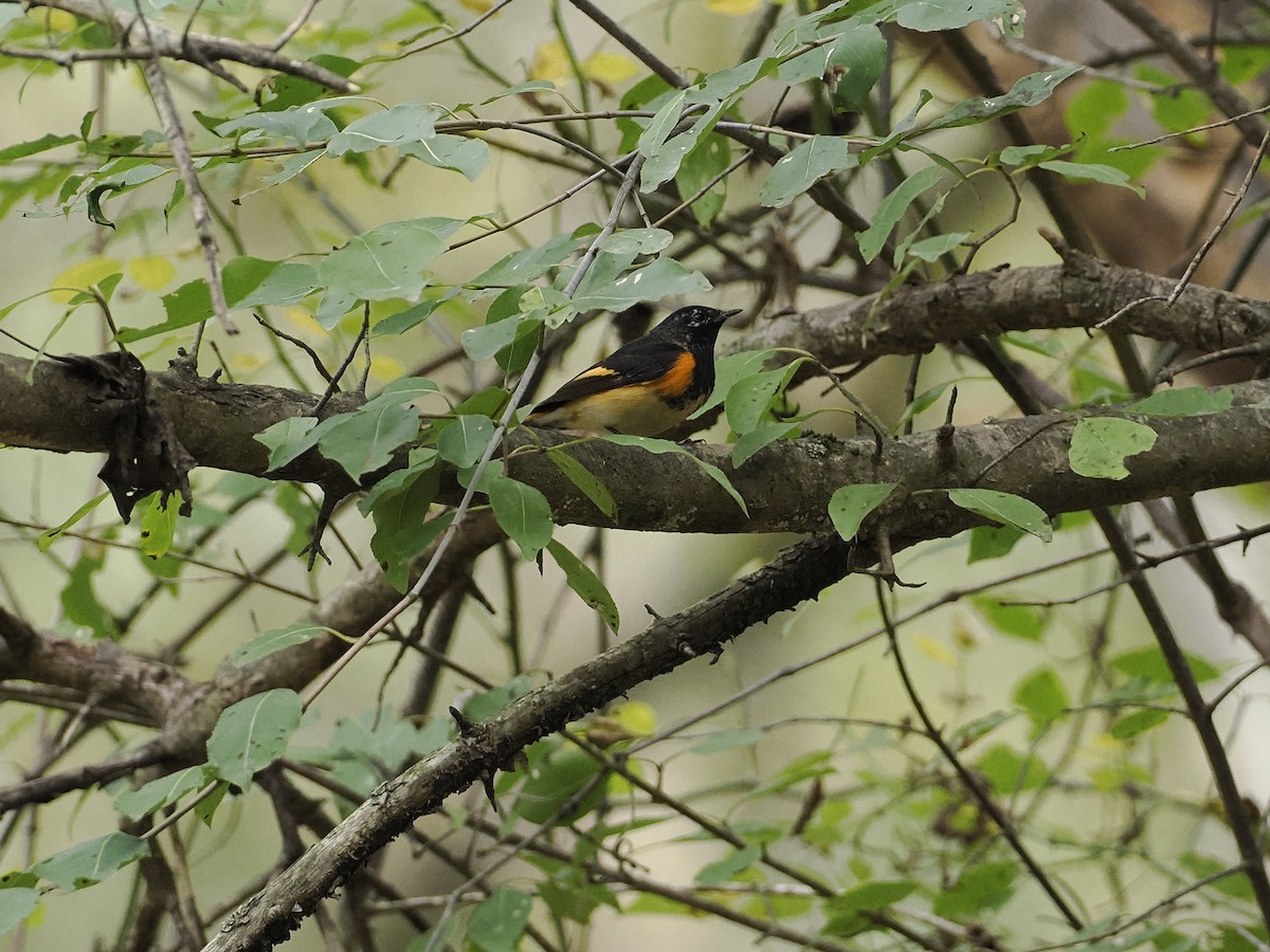 American Redstart - ML641985738