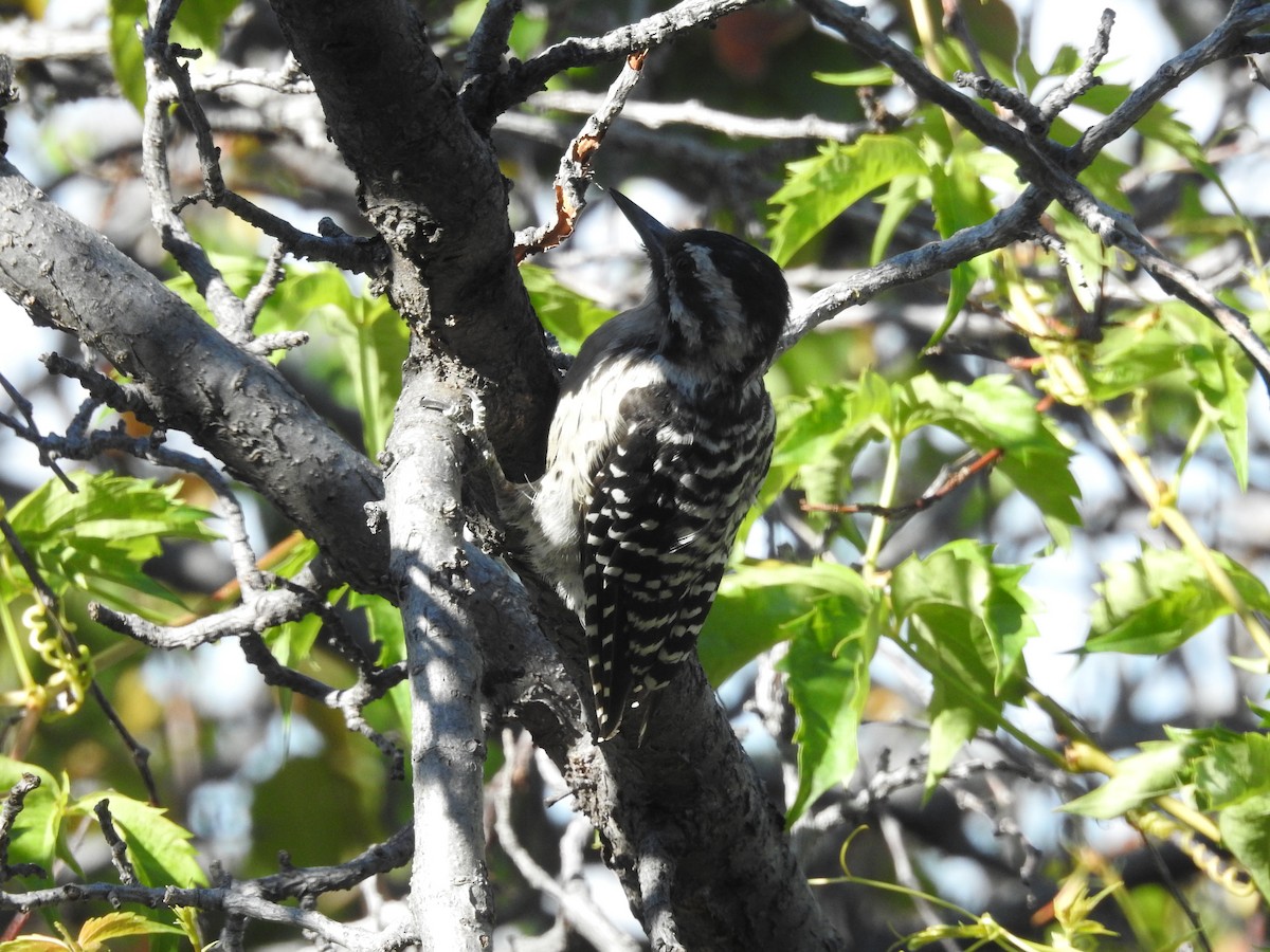 Ladder-backed Woodpecker - ML641985739