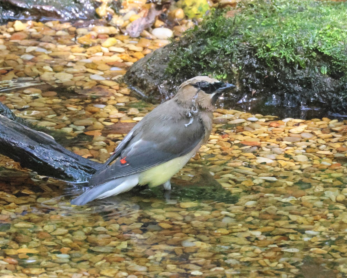 Cedar Waxwing - ML641985741