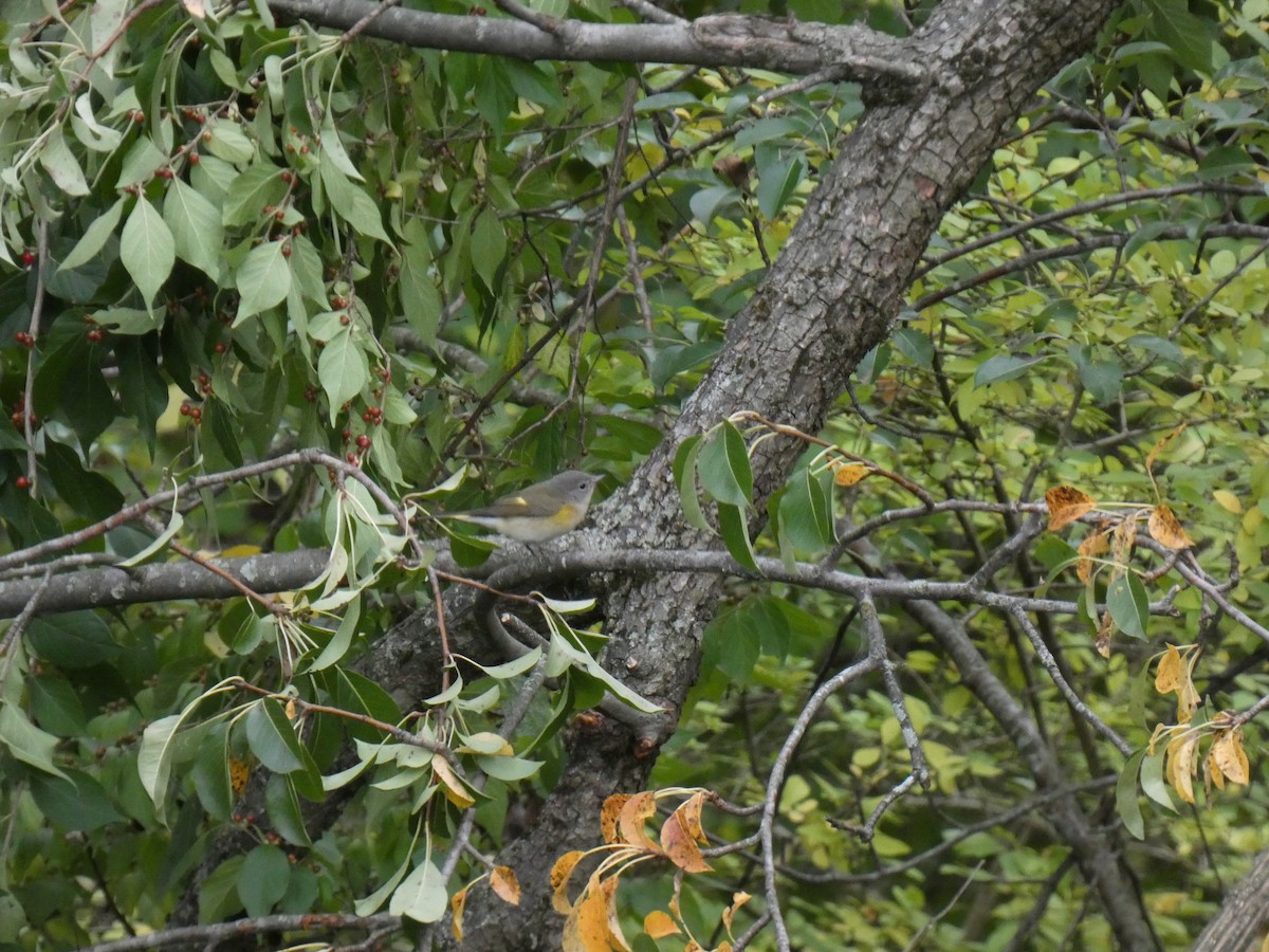 American Redstart - ML641985750