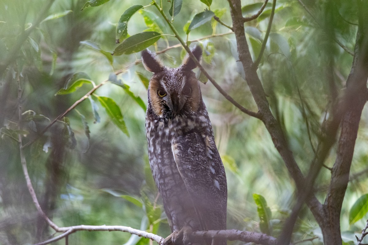 Long-eared Owl - ML641985751