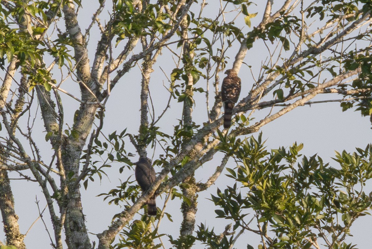 Cooper's Hawk - ML641985764
