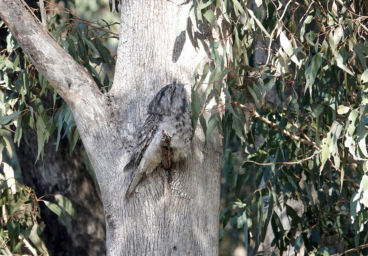 Tawny Frogmouth - ML641985766