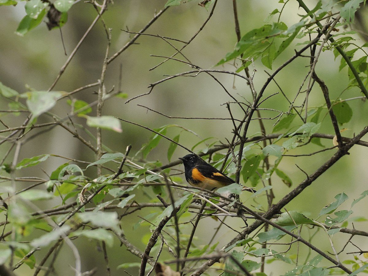 American Redstart - ML641985767