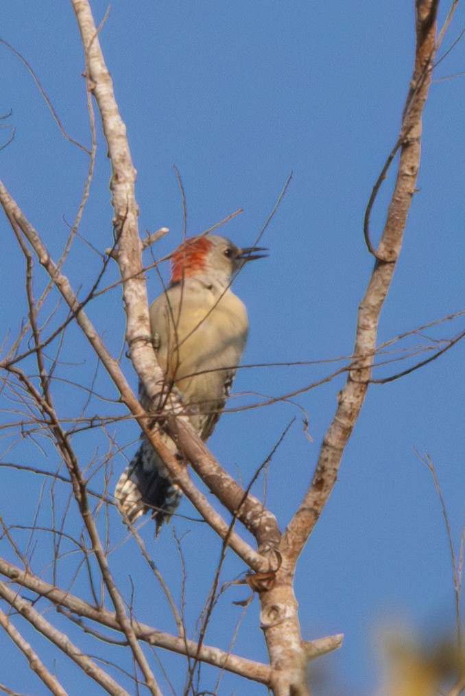 Red-bellied Woodpecker - ML641985769