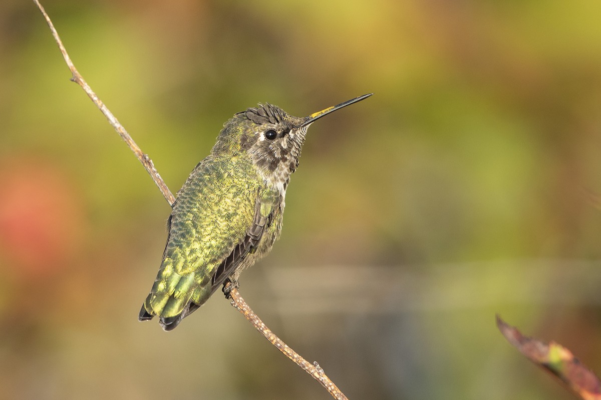 Anna's Hummingbird - ML641985796