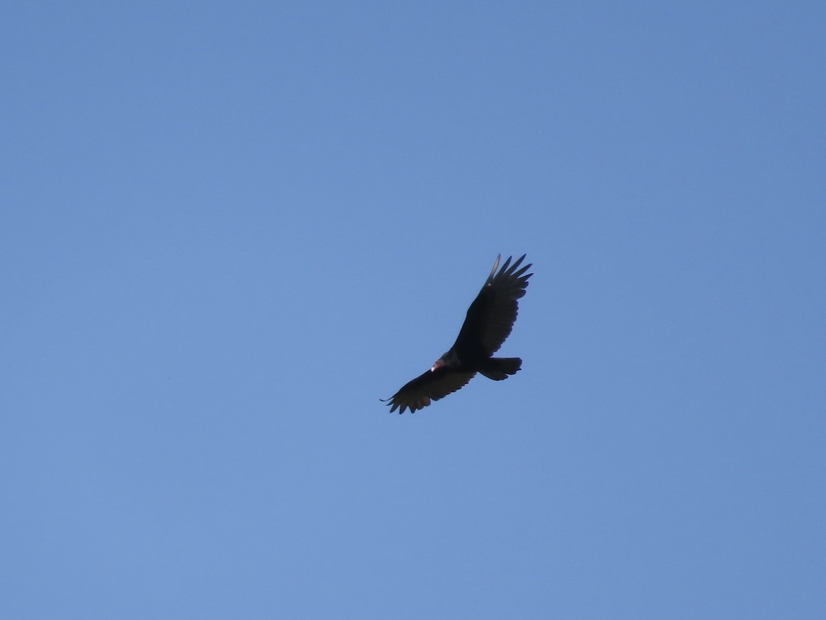Turkey Vulture - ML641985798