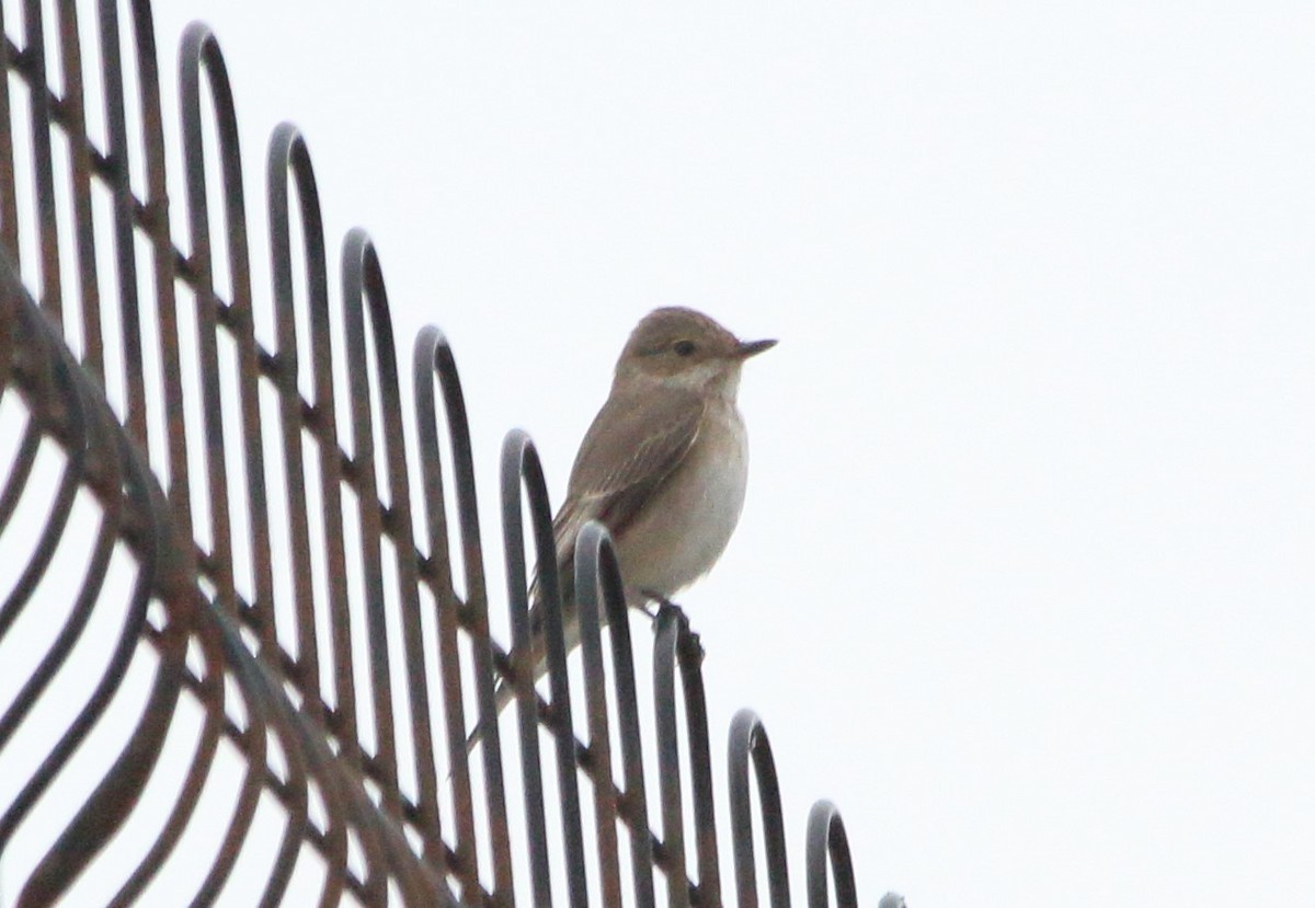 Spotted Flycatcher - ML641985800