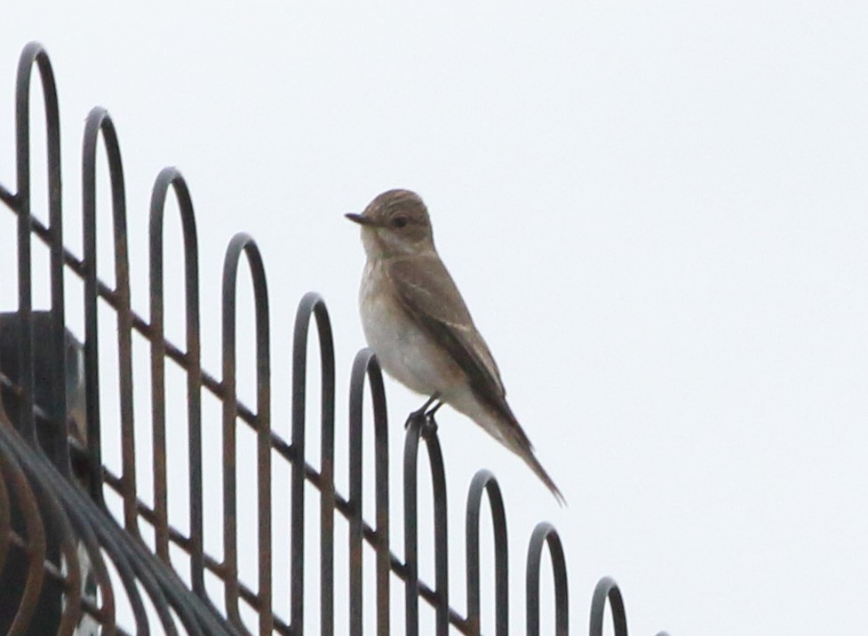 Spotted Flycatcher - ML641985801
