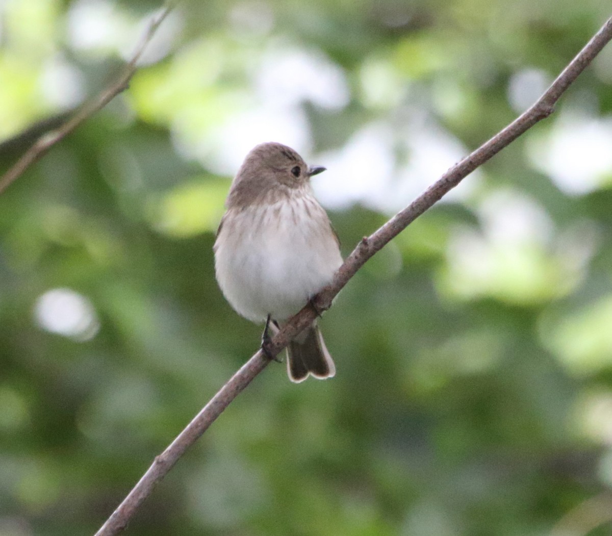 Spotted Flycatcher - ML641985802