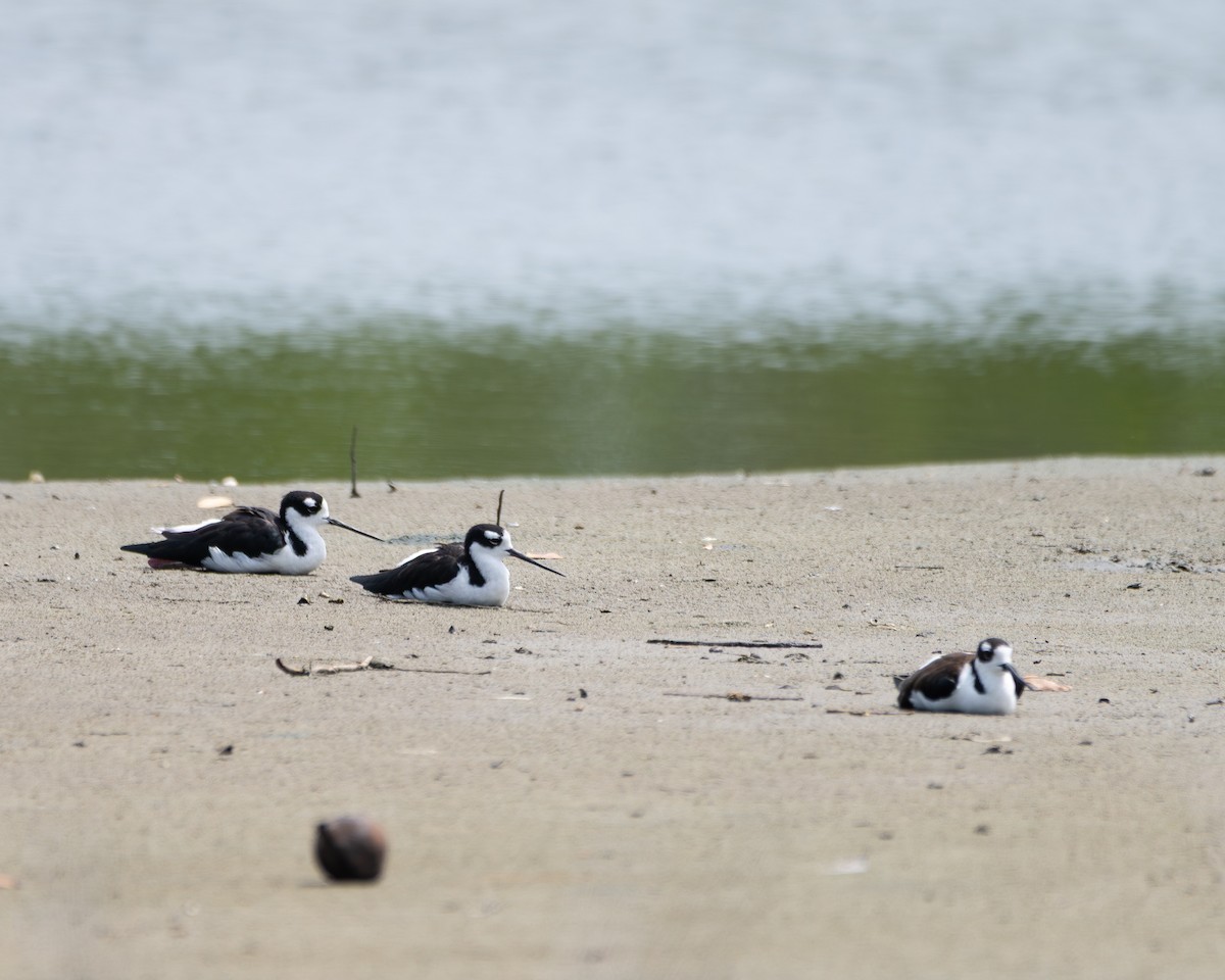 Black-necked Stilt - ML641985807