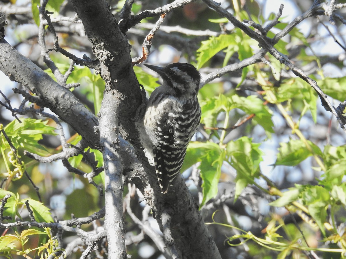Ladder-backed Woodpecker - ML641985811