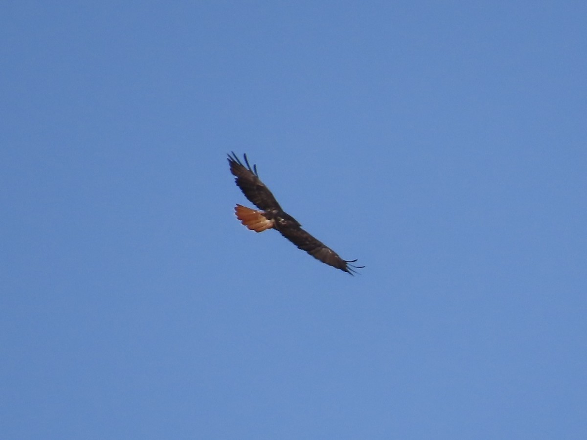 Red-tailed Hawk - ML641985814
