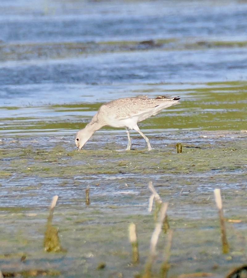 Willet - ML641985830