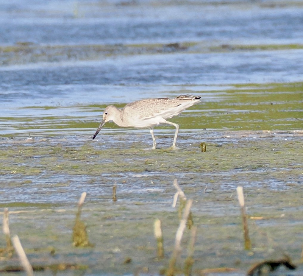 Willet - ML641985831