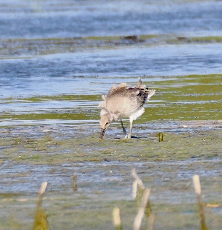 Willet - ML641985832
