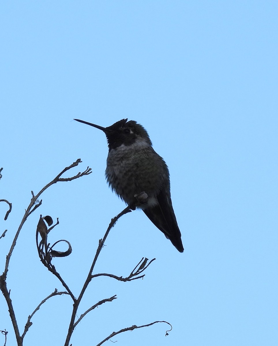 rødmaskekolibri - ML641985837