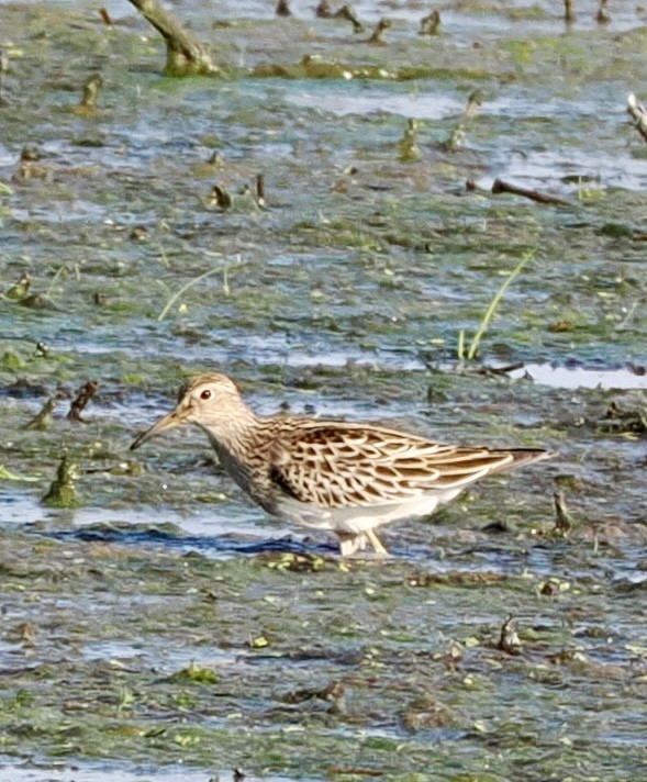 Pectoral Sandpiper - ML641985853
