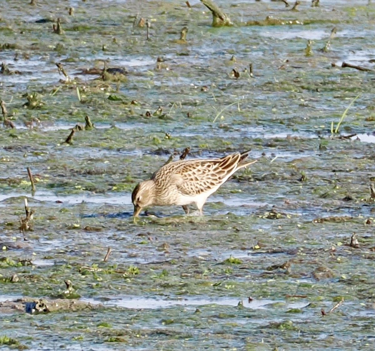 Pectoral Sandpiper - ML641985854