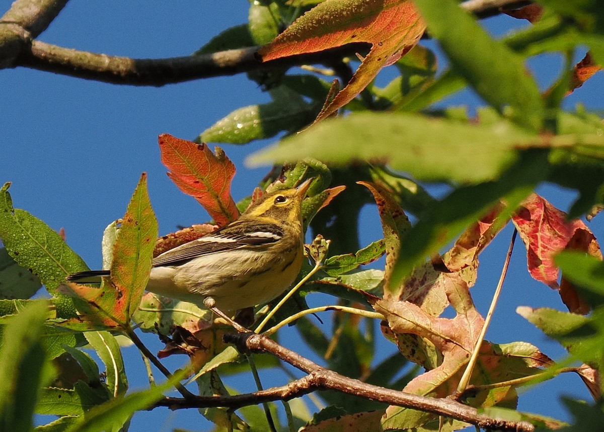 hemlokkparula - ML641985855
