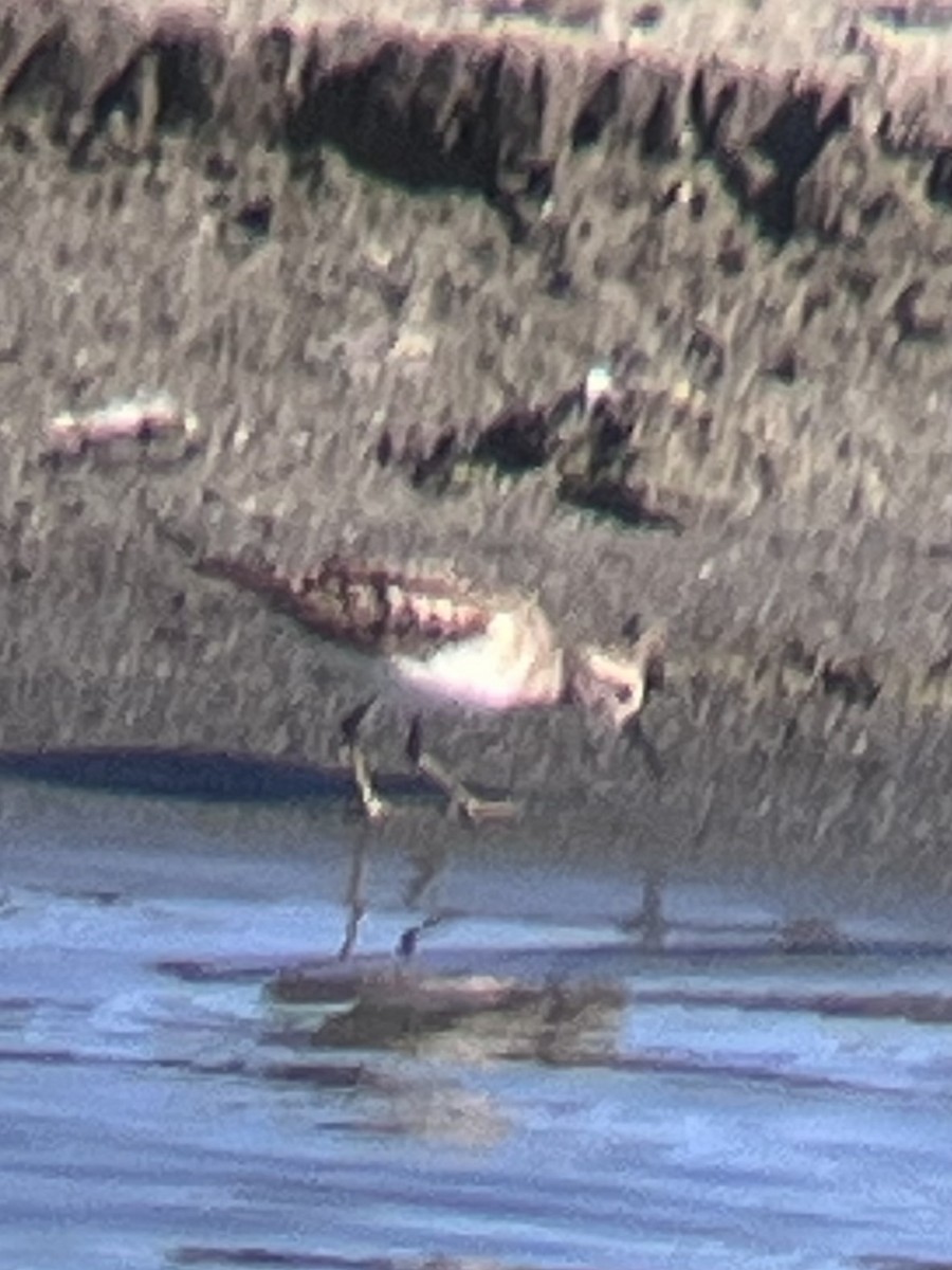 Least Sandpiper - ML641985857