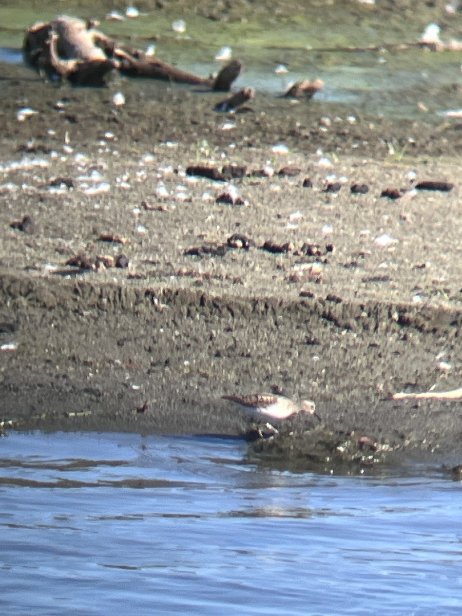Least Sandpiper - ML641985859