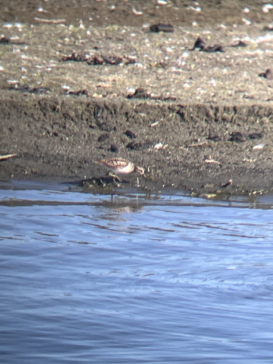 Least Sandpiper - ML641985860