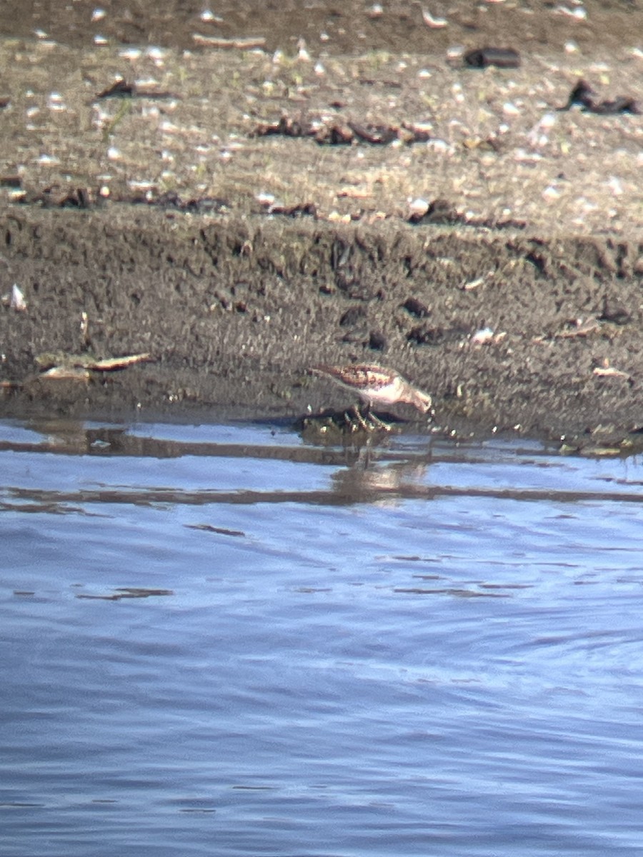 Least Sandpiper - ML641985861