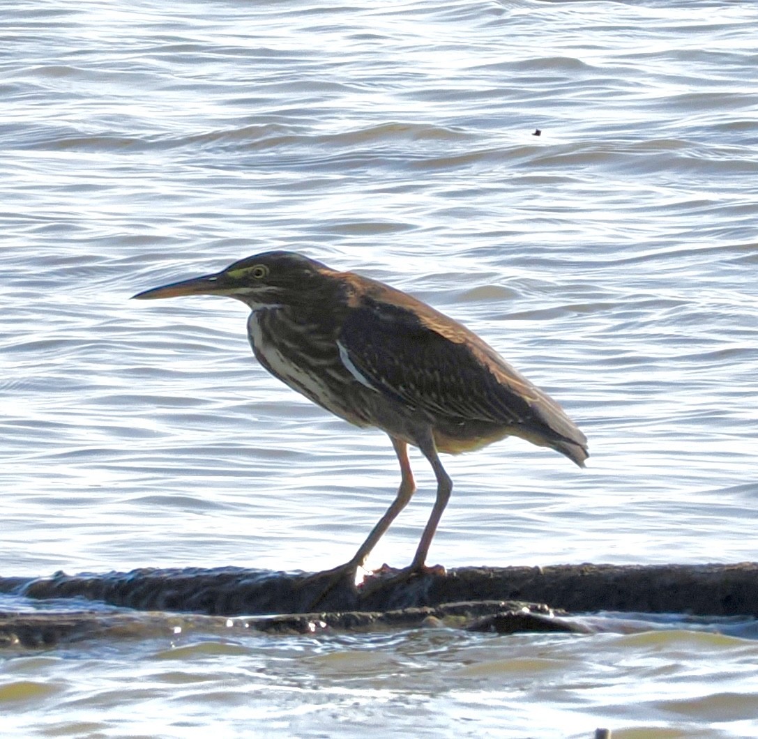 Green Heron - ML641985871