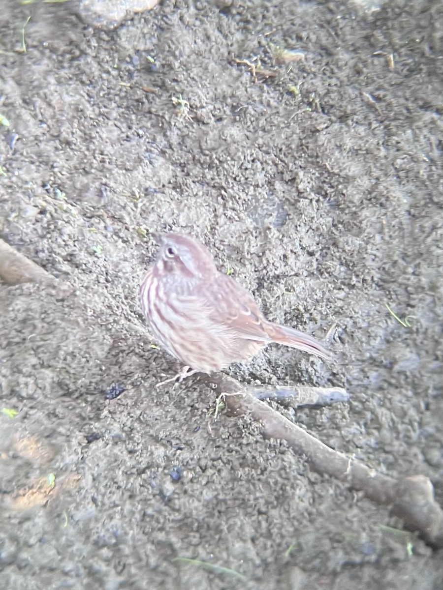Song Sparrow - ML641985882