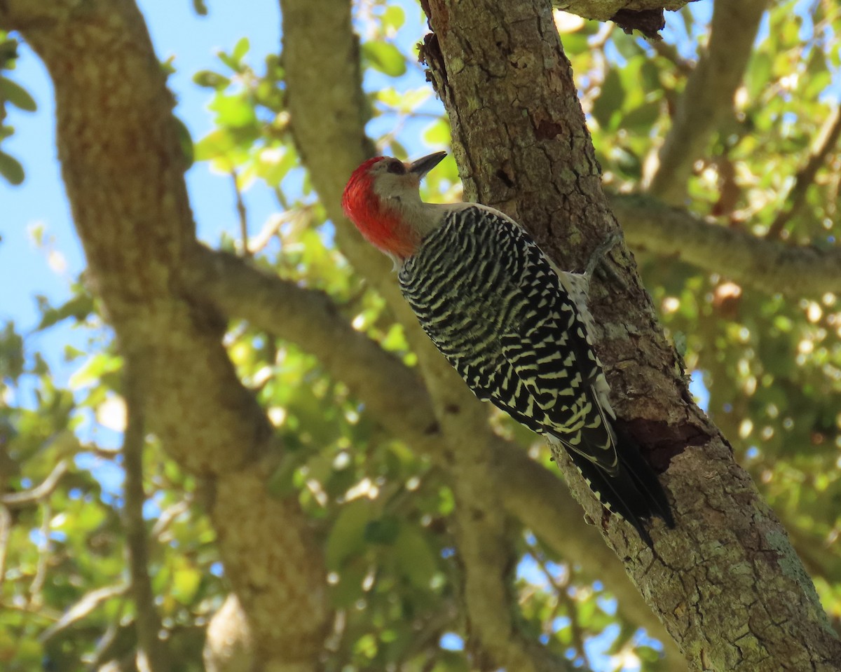 Red-bellied Woodpecker - ML641985884