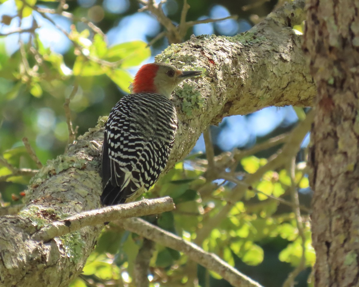 Red-bellied Woodpecker - ML641985885