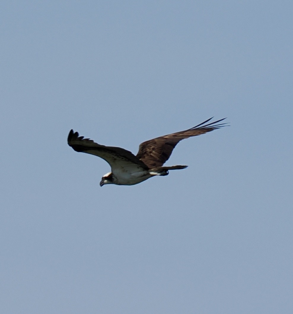 Osprey - ML641985887
