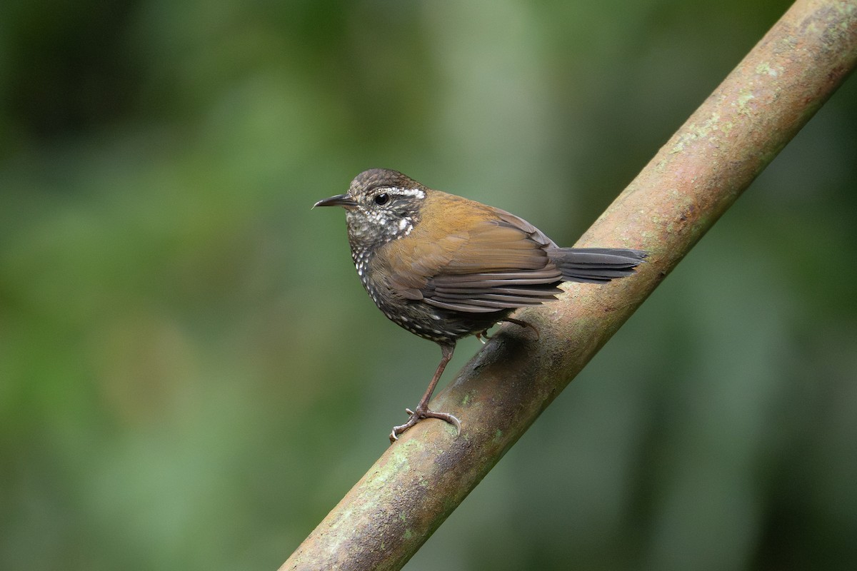 Sharp-tailed Streamcreeper - ML641985888